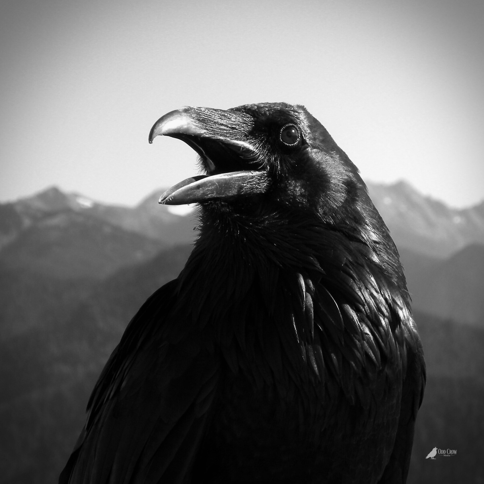 Raven at Hurricane Ridge, Olympic Mountains — Odd Crow Media